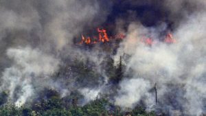 Hutan Amazon | ktla.com